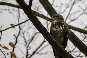 Mäusebussard sitzt auf einem Baum und blickt nach rechts