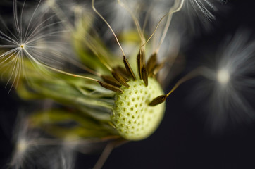 Pusteblume geneigt mit Samen © Laurentius