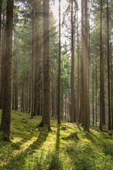 Coniferous forest in the sunlight © funkenzauber