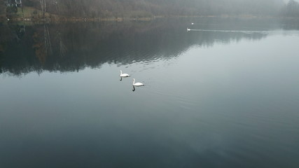 swans birds lake swim white gray fog
