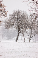 Fototapeta na wymiar park under snow