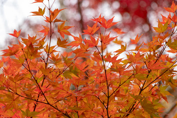 Autumn leaves in Japan, Park in Narita city, Chiba prefecture