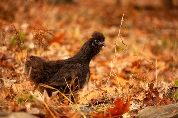 Black Silkie Chicken in Leaves