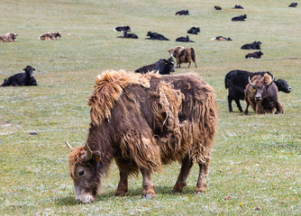 Yakherde am Song Köl See in Kirgistan