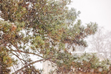 evergreen trees under the snow