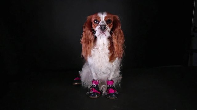 Dog shoe protect pet feet winter ice Puppy wearing shoes