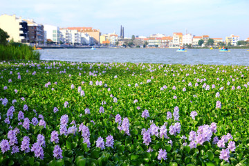 Field of violet-pink eichhornia crassipes flowers, lake Barrinha, Portugal