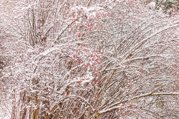  trees under the snow