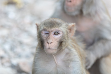 Macaque monkeys at the temple