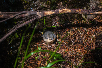 Black Redstart on the rocks