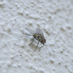 Fliege auf Hauswand