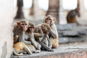 Obraz premium Macaque monkeys at the temple