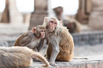 Macaque monkeys at the temple