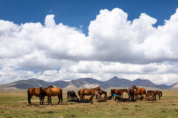 Obraz premium Pferdeherde am Song Köl See in Kirgistan