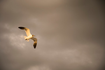 bird