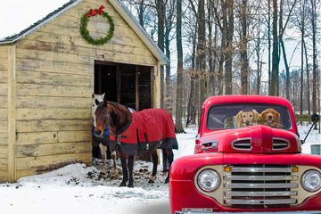 red retro pickup truck and horses by rural barn in winter with Christmas wreath © driftwood
