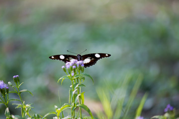  An Eggfly butterfly sitting on the flower plant and feeding itself in its natural habitat seen in a green soft pleasant background.