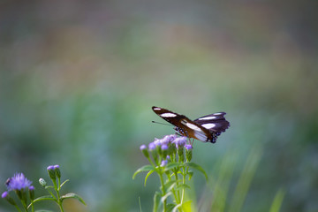  An Eggfly butterfly sitting on the flower plant and feeding itself in its natural habitat seen in a green soft pleasant background.