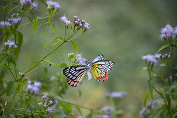 Beautiful Indian Jezebel Butterfly sitting on the flower plant in its natural habitat
