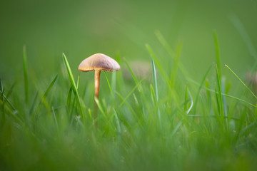 single marasmius oreades mushroom in soft light at green garden