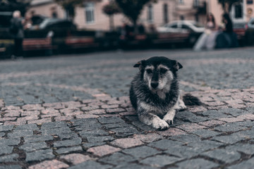 Sad dog, lying on the sidewalk near and on city background.