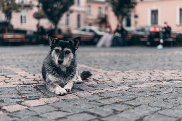 Sad dog, lying on the sidewalk near and on city background.