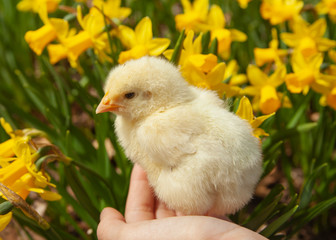 Baby Chick