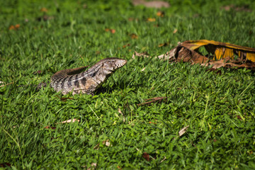 Brazilian Big Lizard. This animal is very common in Brazilian forests