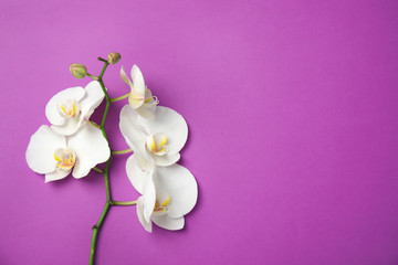 Obraz na płótnie Canvas Branch with beautiful tropical orchid flowers on color background, top view. Space for text