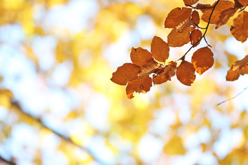 Tree twig with autumn leaves on blurred background. Space for text