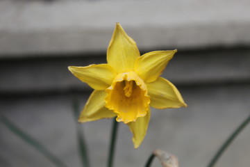 Fototapeta premium Yellow flower on the park