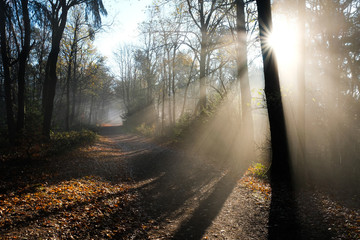 Obraz premium Herbst nebel sonnne stimmung 