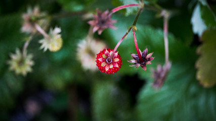Wild Strawberries in my Garden