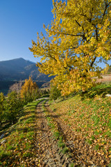 Naklejka premium Paesaggio autunnale di montagna con sentiero e colori accesi