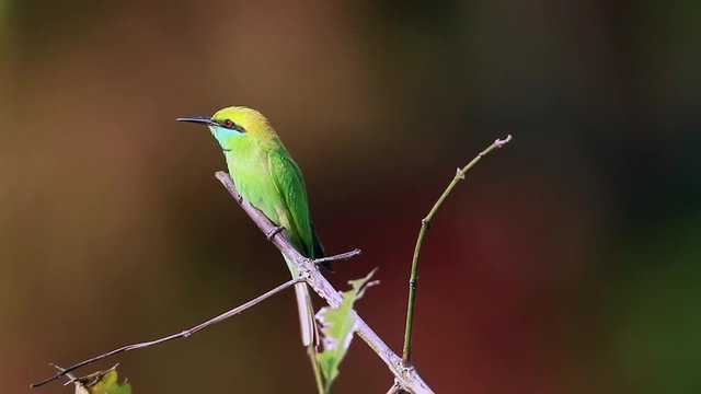 Green bee-eater in hunting time in Bardia national park, Nepal - specie Merops orientalis family of Meropidae