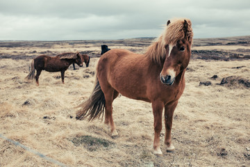 Obraz premium Island pferde 