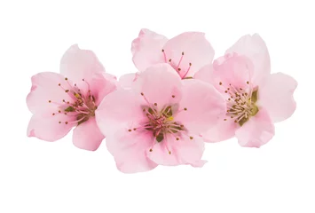 Foto op Canvas sakura bloemen geïsoleerd © ksena32