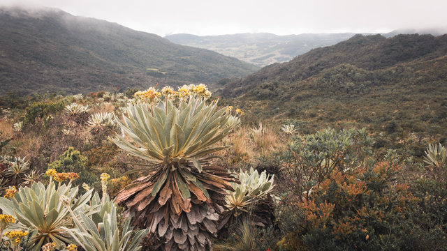 Landscapes of the Colombian paramos (alpine ecosystem of the Andes)