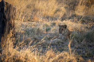 lioness in the savannah