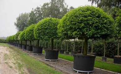 Piante di Alloro (Laurus nobilis) ad alberello