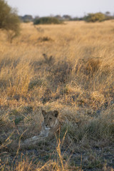 lioness in the savannah