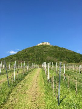Die H&ouml;henburg Hohenneuffen in Neuffen (Kreis Esslingen) im Fr&uuml;hling