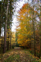 Fototapeta premium Path in autumn. Czech Republic.
