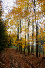 Fototapeta premium Autumn forest.