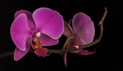 orchidea © silvia