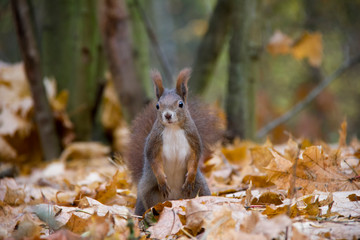 Red squirrel posing in autumn forest. Czech Republic.