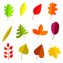 Autumn leaves set. Vector illustration of simple cartoon flat style