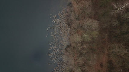 water lake shore calamus reed rushes © DEM