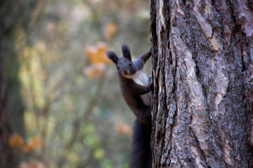 Black squirrel on the tree. Czech Republic.