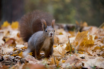 Squirrel in autumn leaves. Czech Republic.